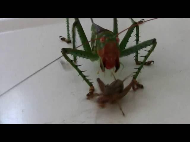 Crazy Katydid chases a cricket - real life pokemon