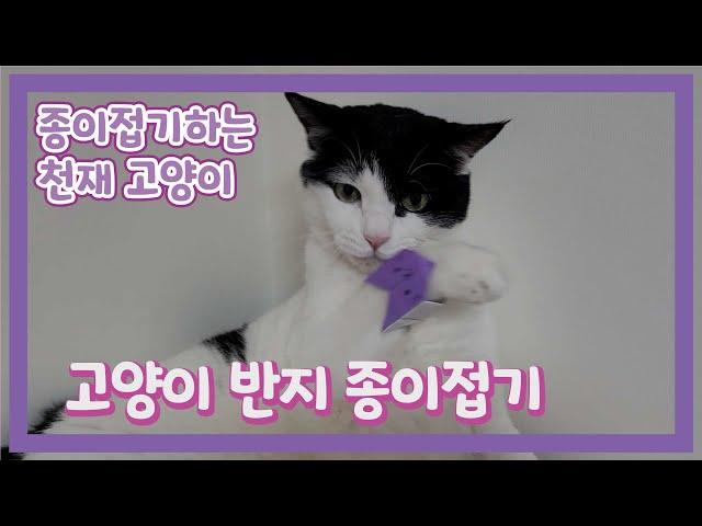 종이접기하는 고양이 - 고양이 반지