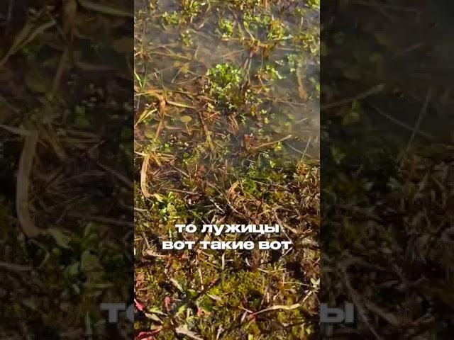 Секреты борьбы с комарами на даче