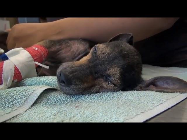 VIDEO TO TEARS Rescue dogs RESCUE ANIMALS