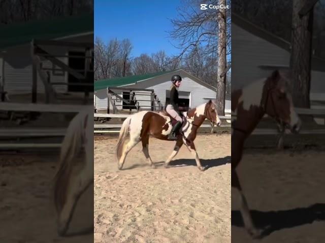 no stirrups  #horse #algorithm