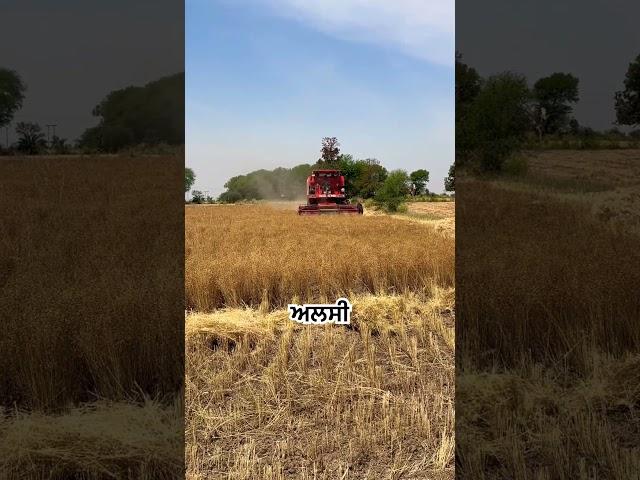 #combine #2024 #9100 #dynamic #harvesting #mp #agriculture #bepositive #flaxseed
