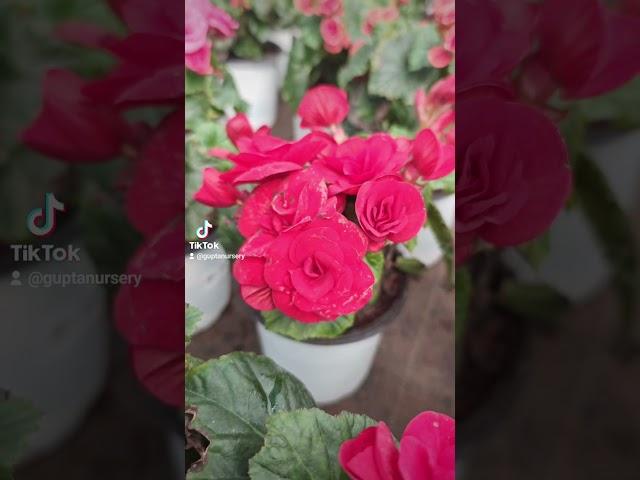 Rose Begonia Flower Plant in stock