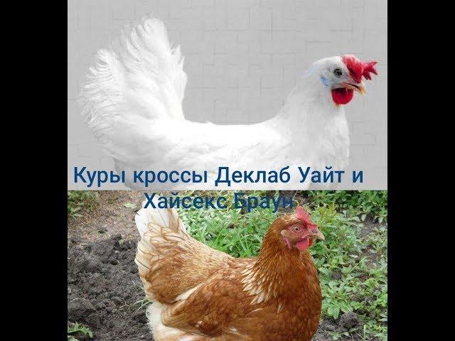 Куры кроссы Деклаб Уайт и Хайсекс Браун.