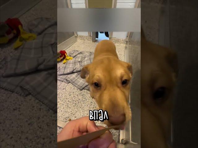Потрясающая Реакция Собаки на Обретение Дома 
