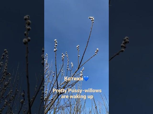 Pussy-willows blooming #nature #spring #blooming #flowers #myrelaxtime @MyRelaxTime9