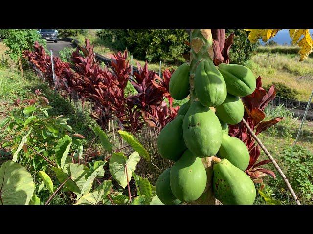 Two Year Old Food Forest in Hawaii: Epic Tour