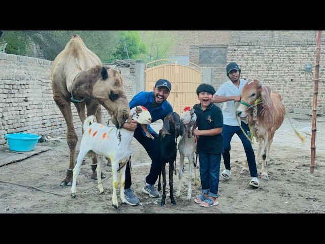 Qurbani k leye itny sary bakry b A Gaye  || Bakra b le leya || Last Day with Camel  ||