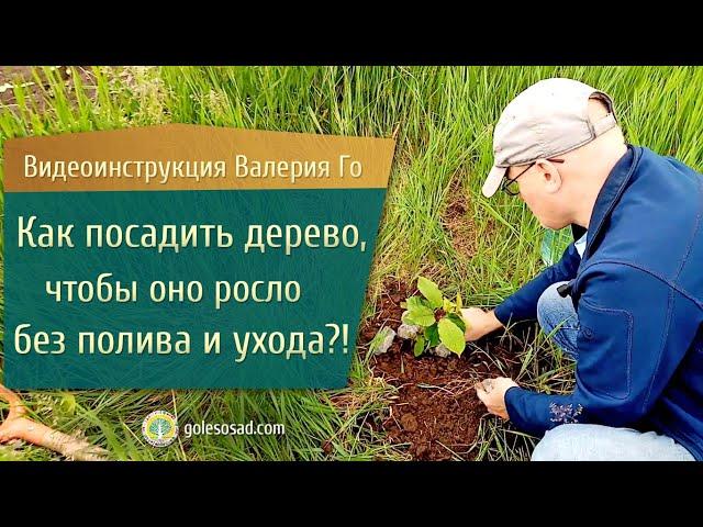 Как посадить дерево, чтобы оно росло без полива и ухода?!