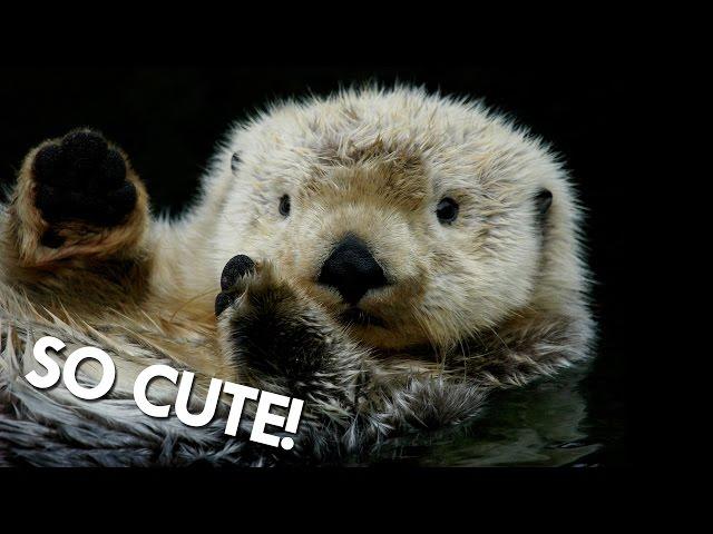 Otters aren't as Cute as you might think