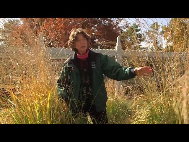 UMN Extension Mice Damage to Grasses