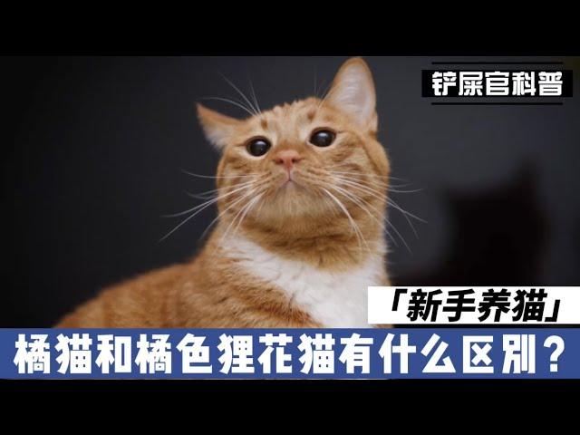 新手养猫：橘猫和橘色狸花猫有什么区别