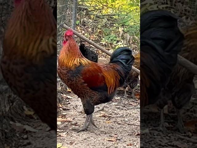 What Breed is This? #rooster #chickens #farm #homestead Chamberlin Family Farms “Naturally Good”