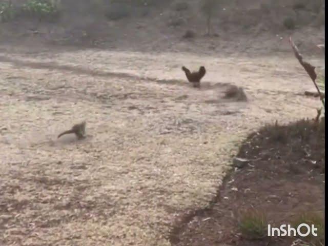 Mongoose chasing Hen