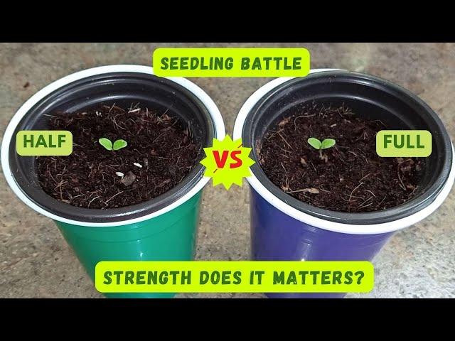 EXPERIMENT: Introducing HALF vs FULL Strength Nutrient Solution to Lettuce Seedlings  (Hydroponics)