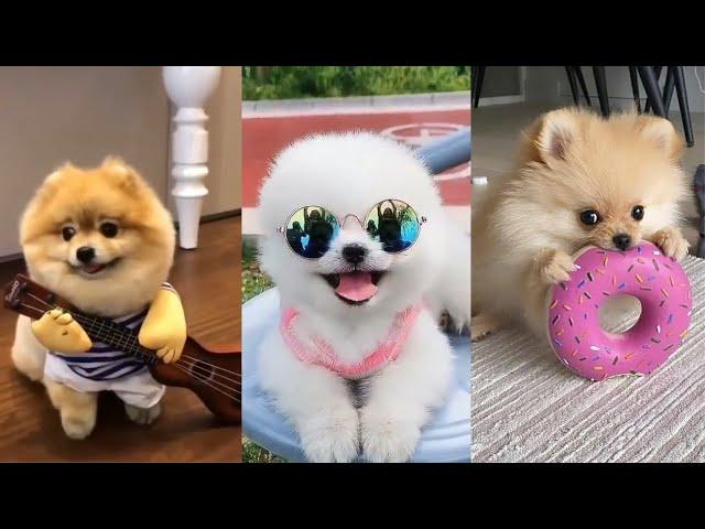 Teacup Pomeranian Compilation  Mini Pomeranian Tiktok Compilation - 2022 | 100+ Clips