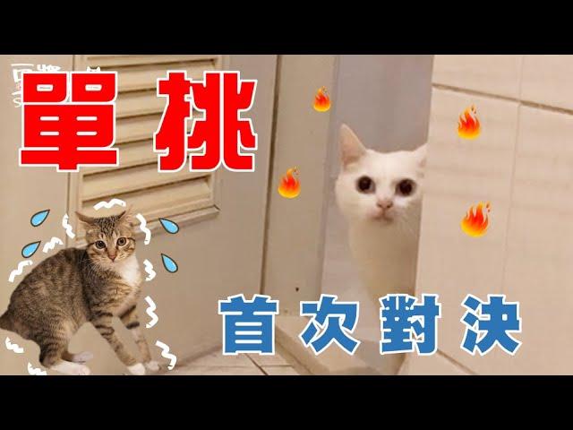[Soya Milk-SoybeanMilk] Soy Milk vs Jun Rong's Strength Is Too Different ...