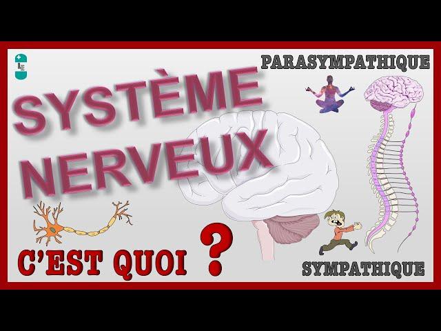 Qu'est ce que le Système Nerveux ? Systèmes SYMPATHIQUE et PARASYMPATHIQUE