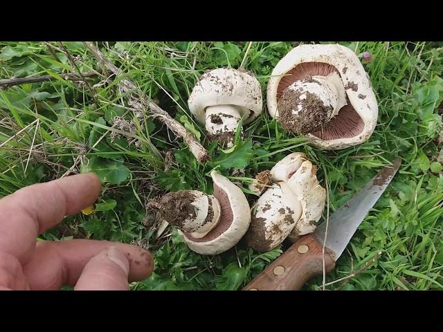 Agaricus bitorquis 31/3/18