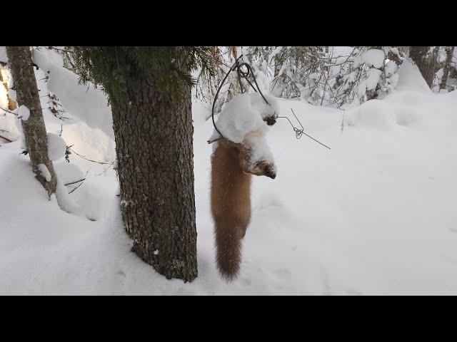 Промысловая охота на куницу! Закрыл путик очень удачно...