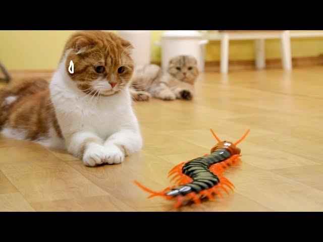 Cats' Reaction to a Giant Centipede [SURI&NOEL CAT's STORY]