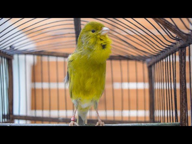 Master the Art of Canary Singing with This Proven Technique From The Most Powerful Canary Song