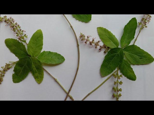 flower creativity using tulsi leaves |colour your dreams | #shorts