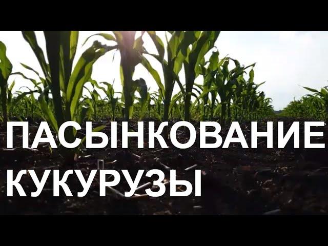 НА ЧТО ВЛИЯЕТ ПАСЫНКОВАНИЕ КУКУРУЗЫ