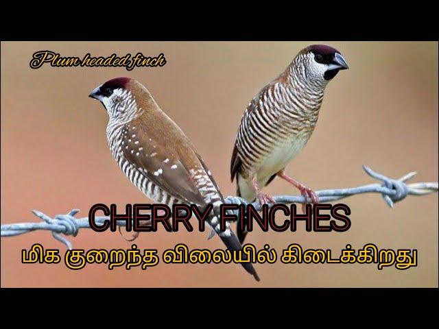 CHERRY FINCH|Plum headed finch|Breeding|Exotic Finches|MPS Farm