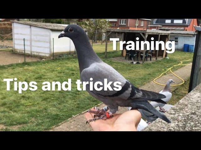 Belgian Racing Pigeons : Training Day For The Youngest 2020 Pigeons | Tips And Tricks