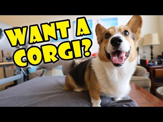 Want a Corgi Puppy? Things to Know! || Extra After College