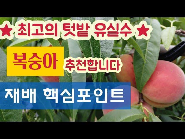 최고의 텃밭 유실수 추천 - 복숭아나무 재배 핵심포인트 # 수형잡기, 전지, 병충해 방제