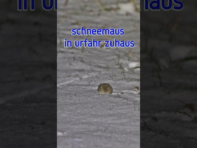️süße urfahraner schneemaus sucht futter im schnee  🫘️