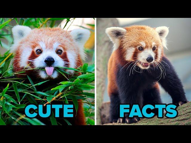 10 Fascinating Red Panda Facts You Need To Know!