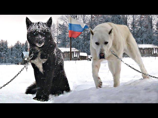 10 Crazy Russian Dog Breeds!