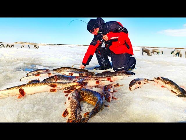 ТОННЫ РЫБЫ И МЯСА ВОКРУГ !!!! НАПАДЕНИЕ ХИЩНИКА!!! ЗАКРЫТИЕ ЗИМНЕЙ РЫБАЛКИ 2025!!