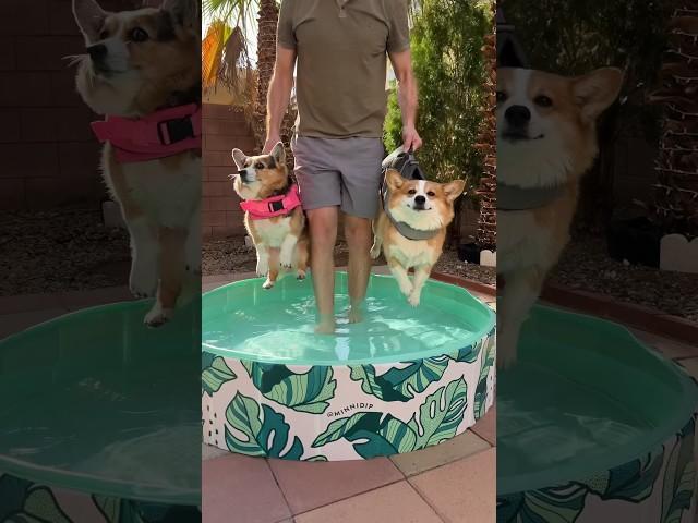 Corgis have a swimming lesson