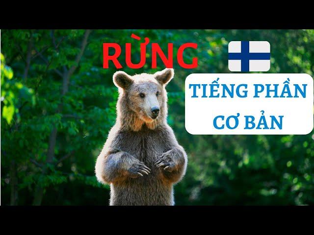 Rừng - Học Tiếng Phần Lan Cơ Bản với Ylen Selkouutiset