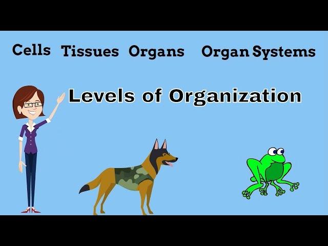 Cells Tissues Organs Organ Systems