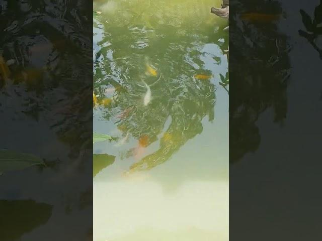 "Have You Ever Seen Koi Fish Do This?!" 110 KoiFish #FishPond #KoiPond #Mysterious #AmazingNature