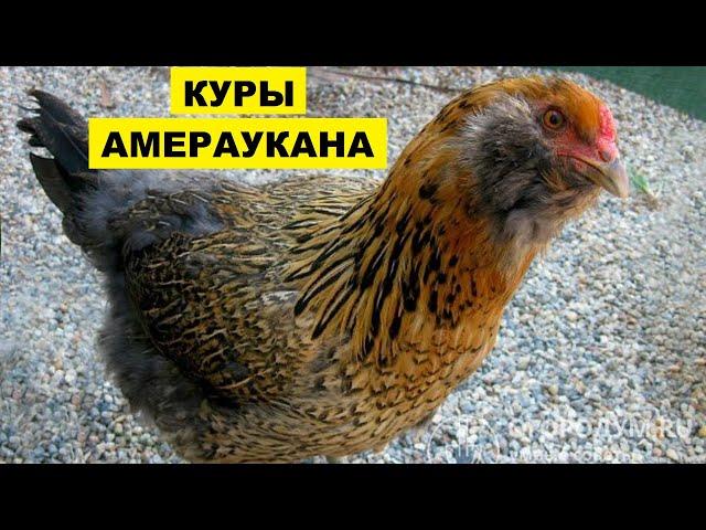 Разведение кур породы Амераукана как бизнес идея Куры Амераукана