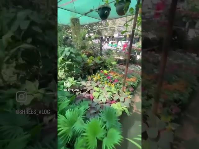 Let’s buy more plants #shreesvlog #trending #short #viralshorts #viralreel