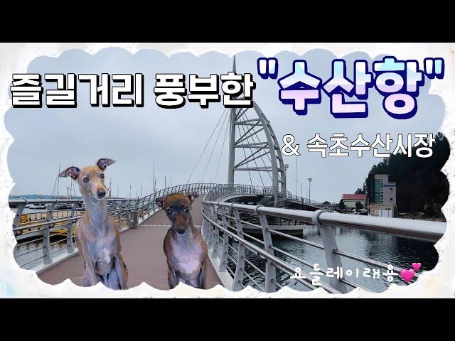 양양에 있는 “수산항”(넓은잔디+수상체험하는곳)&속초수산시장에서 간식사기