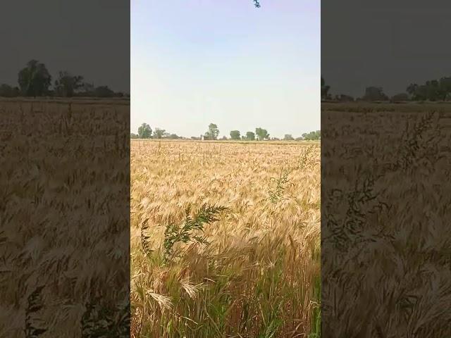 जौ # short video