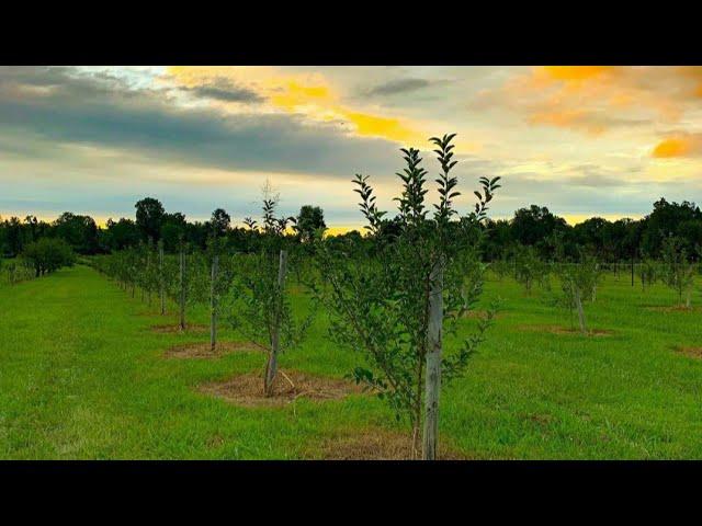 Planting 250 Apple Trees!