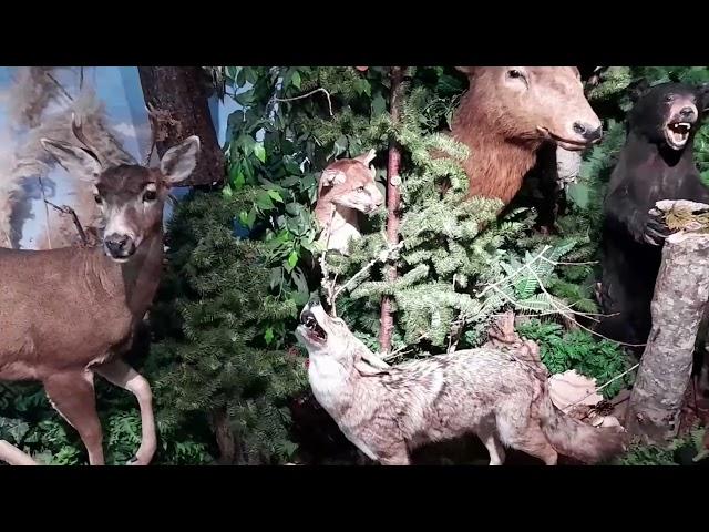 Taxidermy Animals Display - Ocean Shores, WA