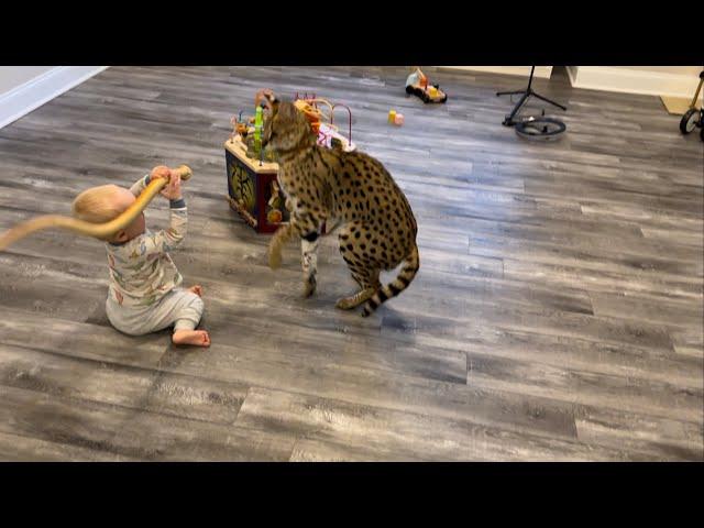 Wild Serval plays with Baby