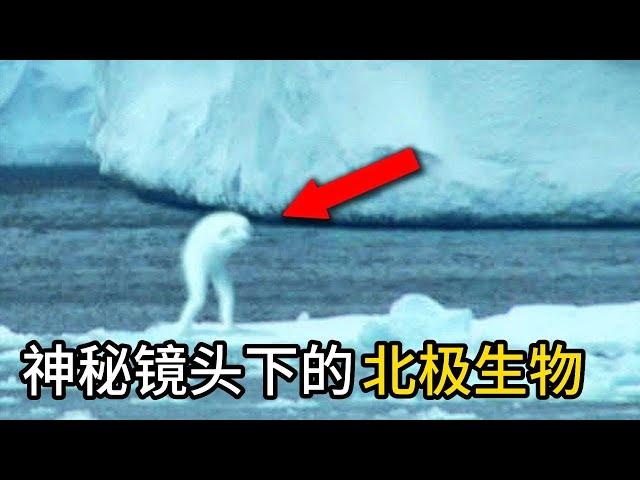 神秘镜头下的北极生物，第一名单身156年！5个不为人知的北极生物。#top #盘点 #盘点系列 #top10 #top1 #世界之最 #世界之最top #排行 #科普 #科普知识 #北极熊