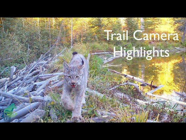 Trail camera highlights from the Voyageurs Wolf Project