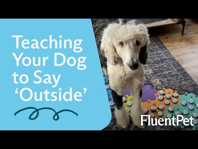 Getting Your Dog Started Using Buttons with 'Outside'